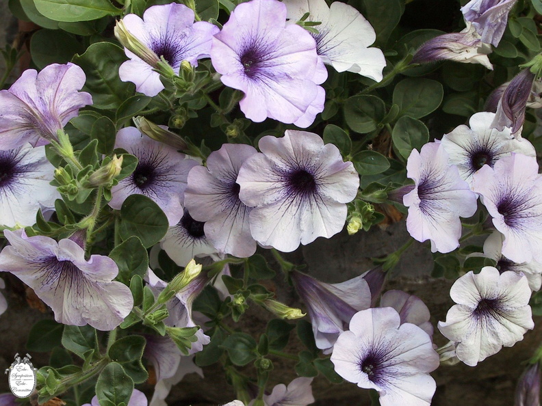 Idrija Kendov Manor purple flowers