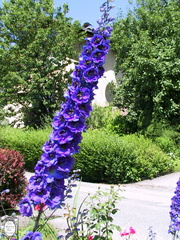 Idrija stalked purple flowers