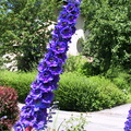 Idrija stalked purple flowers