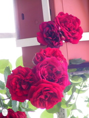 Idrija town roses