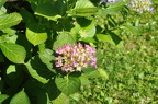 DSC 5352